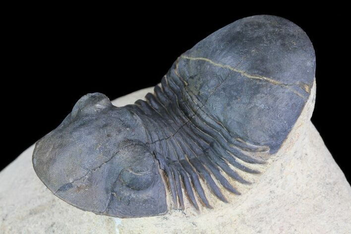 Paralejurus Trilobite Fossil - Foum Zguid, Morocco #75478